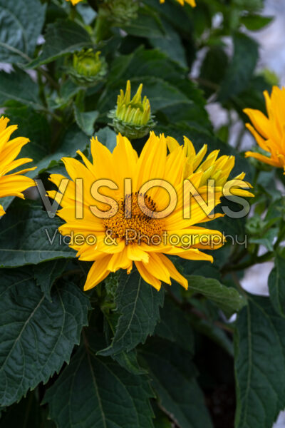 Heliopsis helianthoides Sole d'Oro Heliopsis helianthoides Sole d'Oro