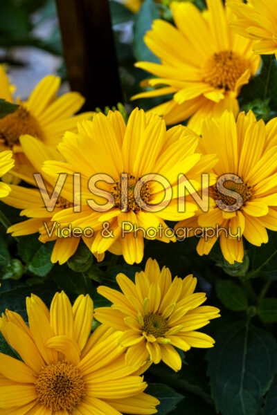 Heliopsis helianthoides Sole Giatto