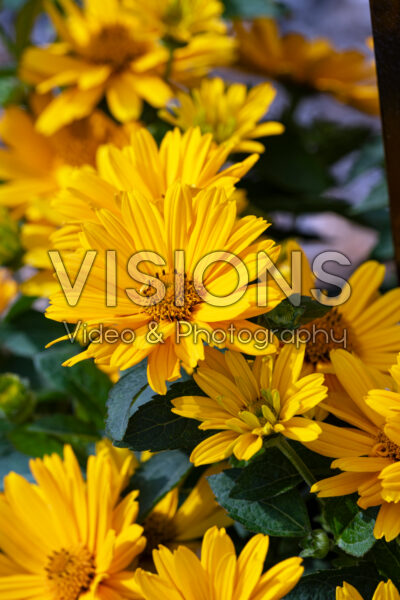 Heliopsis helianthoides Sole Giatto
