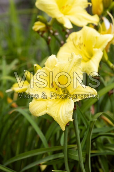 Hemerocallis Going Bananas