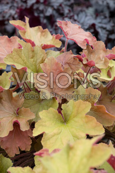 Heuchera Caramel