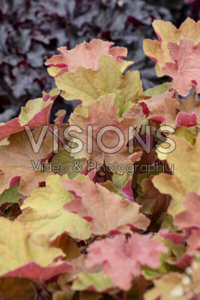 Heuchera Caramel