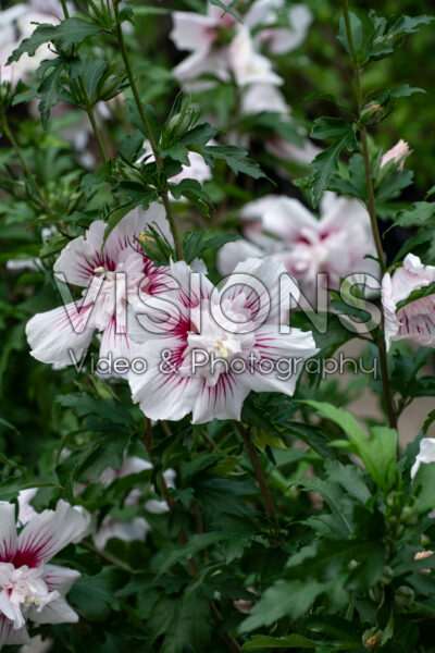 Hibiscus syriacus Starblast Chiffon