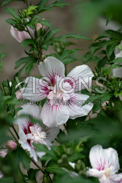 Hibiscus syriacus Starblast Chiffon Hibiscus syriacus Starblast Chiffon