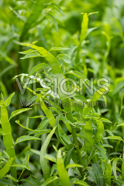 Homalocladium platycladum Ribbons and Curls