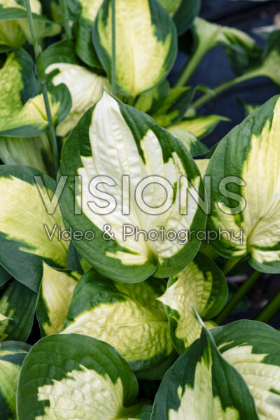 Hosta Captain Kirk Hosta Captain Kirk