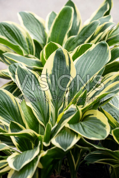 Hosta Lakeside Slick Chick