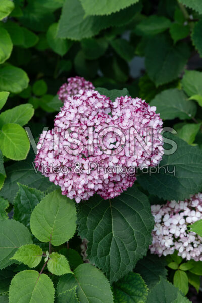 Hydrangea arborescens Invincibelle Mini MauvetteĀ® Hydrangea arborescens Invincibelle Mini MauvetteĀ®