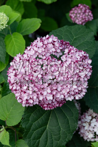 Hydrangea arborescens Invincibelle Mini Mauvette®
