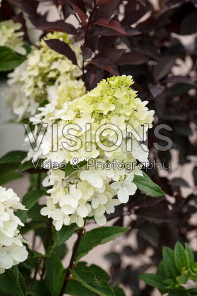 Hydrangea paniculata Bouncy™