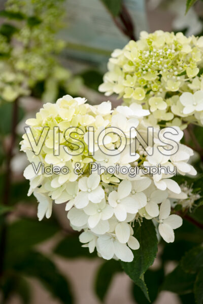 Hydrangea paniculata Bouncy™