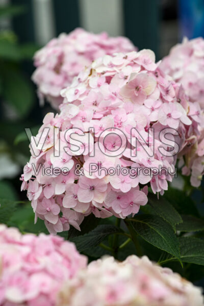 Hydrangea macrophylla Wee Bit Innocent™