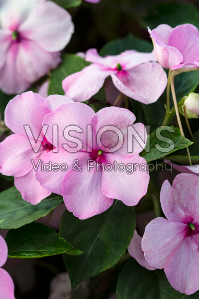 Impatiens Beacon® Light Pink