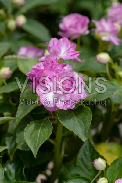 Impatiens Rockapulco Wisteria