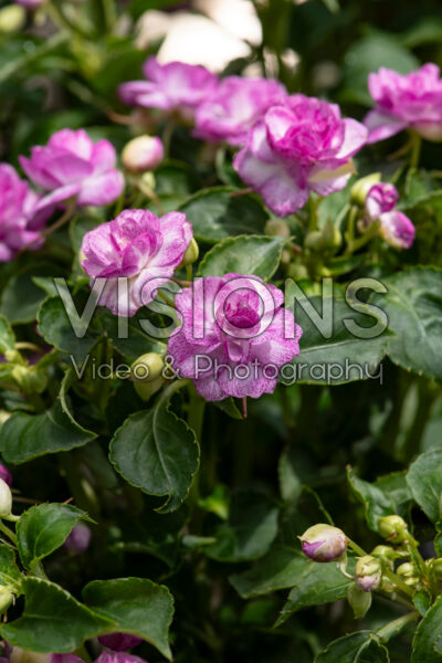 Impatiens Rockapulco Wisteria