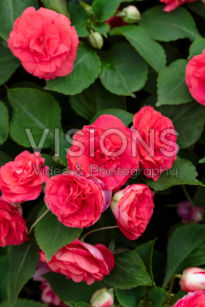 Impatiens Silhouette Salmon