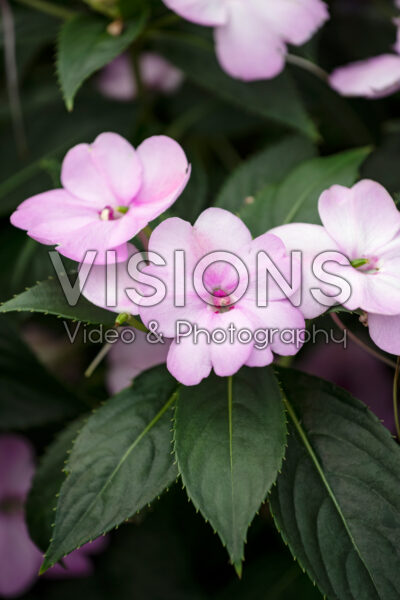 Impatiens SunPatiens® Compact Orchid Blush