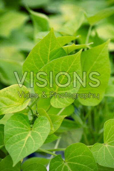 Ipomoea batatas Sweet Caroline Sweetheart Lime