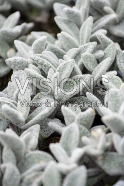 Kalanchoe eriophylla