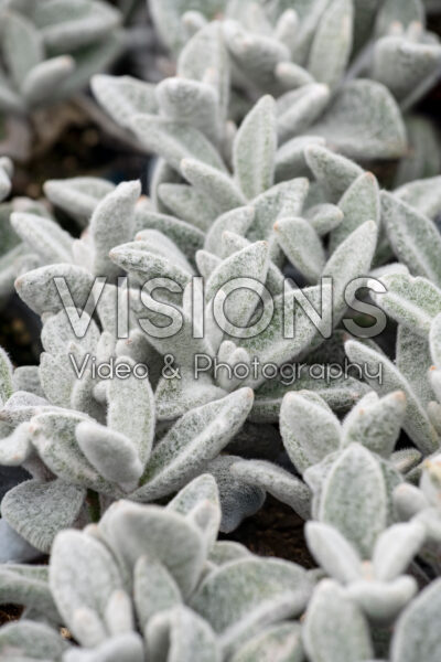 Kalanchoe eriophylla