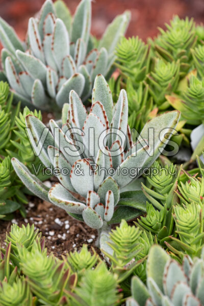 Kalanchoe tomentosa