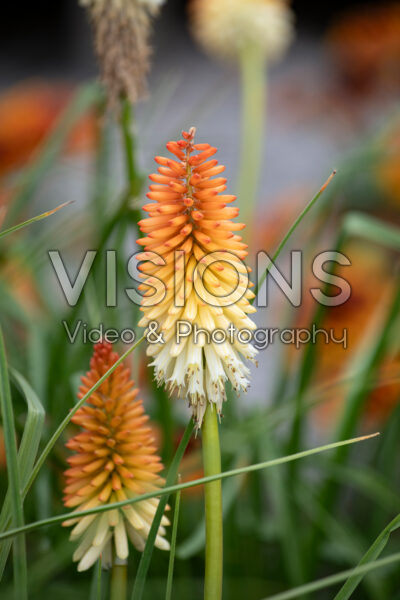 Kniphofia Pyromania® Hot and Cold