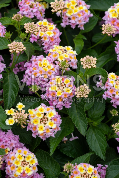 Lantana camara Shamrock Lavender Pink