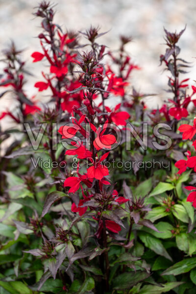 Lobelia x speciosa Fan Scarlet Compact