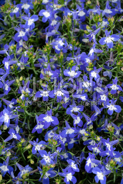 Lobelia Laguna Royale Blue Pearl Lobelia Laguna Royale Blue Pearl