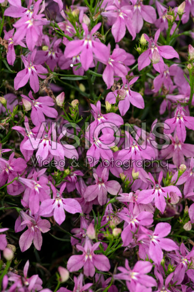 Lobelia Laguna Royale Pink