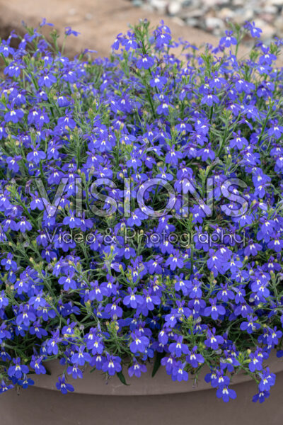 Lobelia Masterpiece Blue with Eye