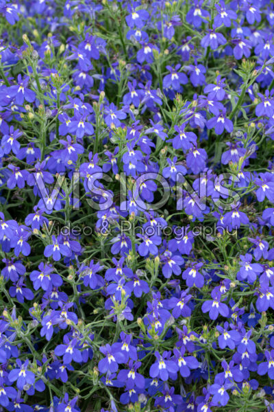 Lobelia Masterpiece Blue with Eye