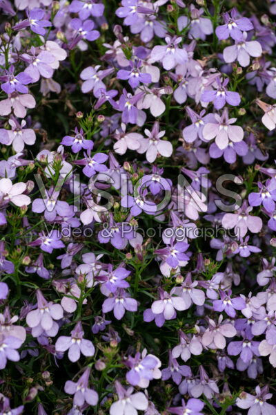 Lobelia Stratus Sterling
