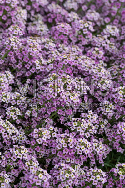 Lobularia Easy Breezy™ Pink