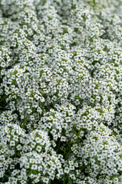Lobularia Easy Breezy™ White 