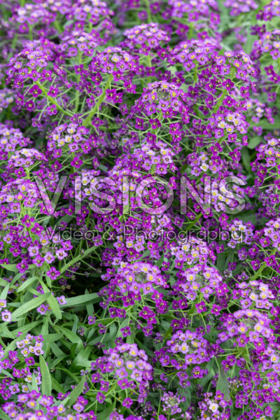 Lobularia Stream™ Compact Purple