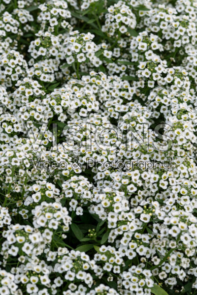 Lobularia Stream™ Compact White