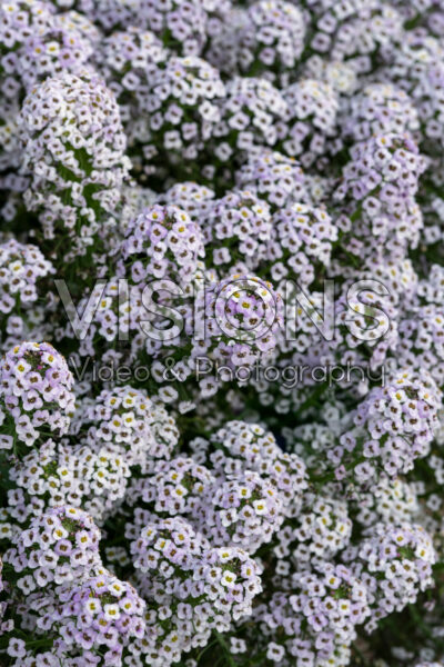 Lobularia Streamâ„¢ Violet Lobularia Streamâ„¢ Violet