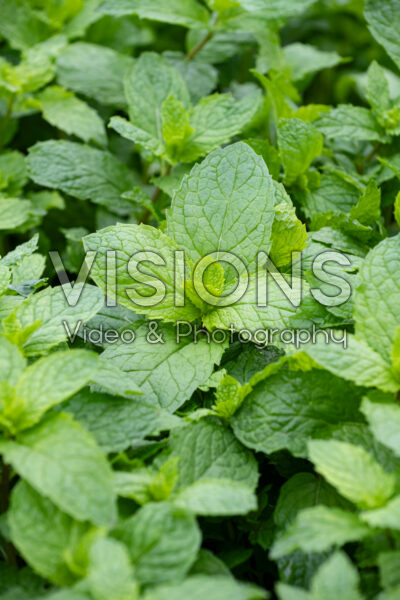 Mentha spicata