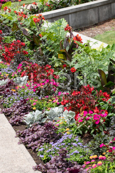 Mixed annual border