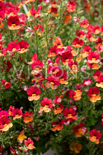 Nemesia Babycakes Little Orange