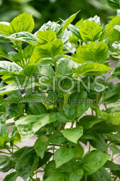 Ocimum basilicum Rutgers Obsession