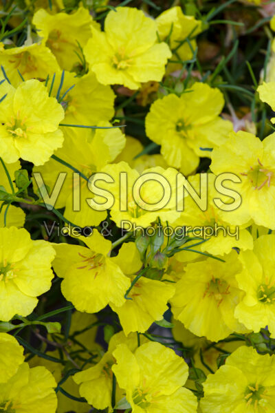 Oenothera Superlophus Sunglow Oenothera Superlophus Sunglow