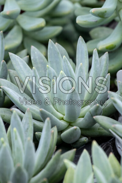 Pachyphytum hookeri