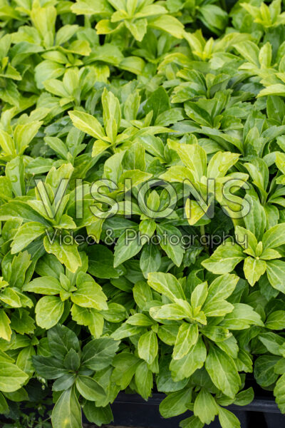 Pachysandra terminalis Green Carpet Pachysandra terminalis Green Carpet