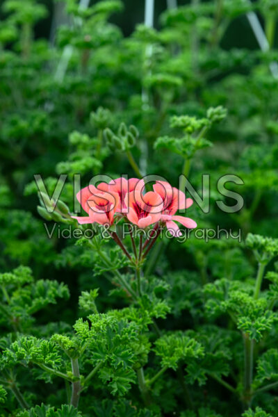 Pelargonium Aroma Bunny Brunch 