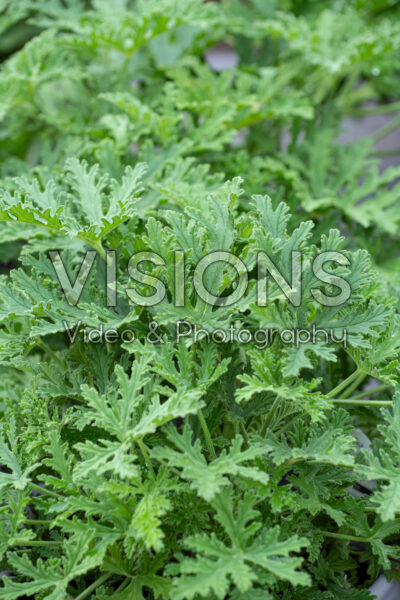 Pelargonium citrosum