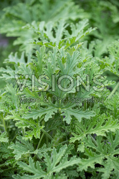 Pelargonium citrosum