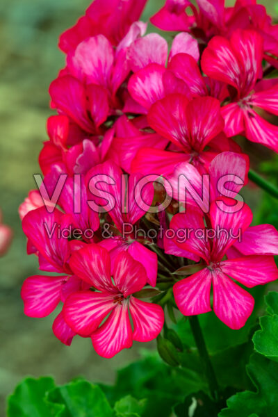 Pelargonium Glory Days Pink Bicolor