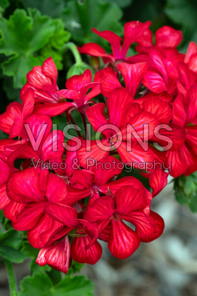 Pelargonium Glory Days Red Orange Bicolor